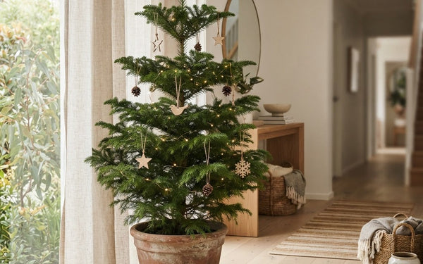 Living potted Christmas tree decorated with warm white lights in a bright Australian entryway
