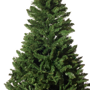 Radiata Pine Tree 5ft (1.5m) - View 3
