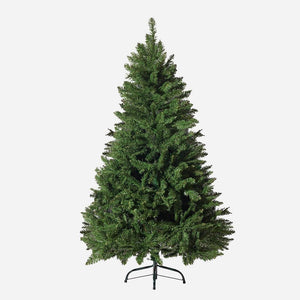 Radiata Pine Tree 5ft (1.5m) - View 1