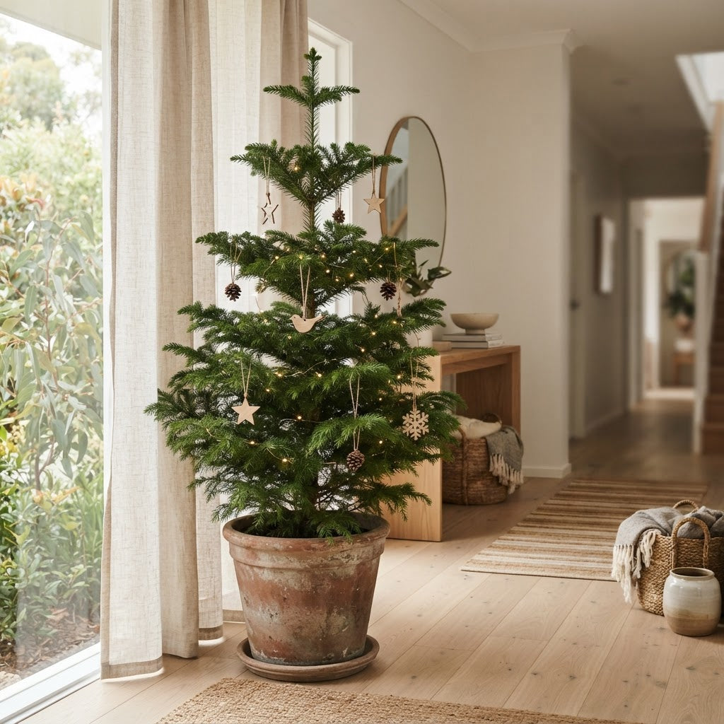 Living potted Christmas tree decorated with warm white lights in a bright Australian entryway