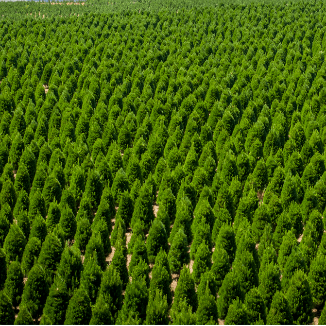 Buy Real Christmas Trees in Sydney