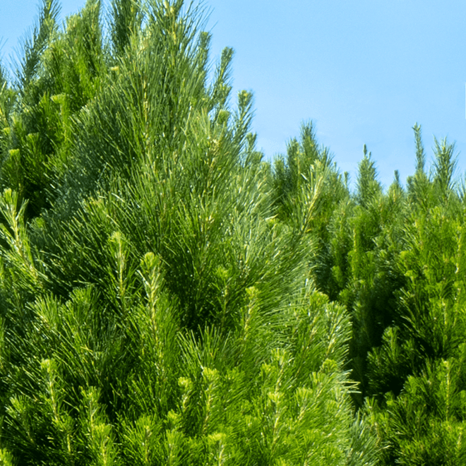 Sydney real Christmas trees at Christmas World's farm Fresh-cut real Christmas trees growing at Christmas World's tree farm near Sydney