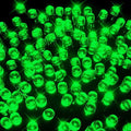 LED Fairy Lights Green (20m) - View 1