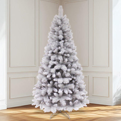 The Royal Glacier Silver Fir Tree 7ft (2.1m)