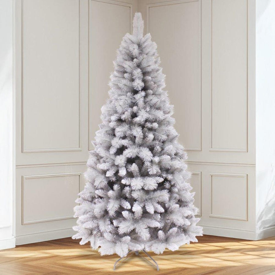 The Royal Glacier Silver Fir Tree 7ft (2.1m)