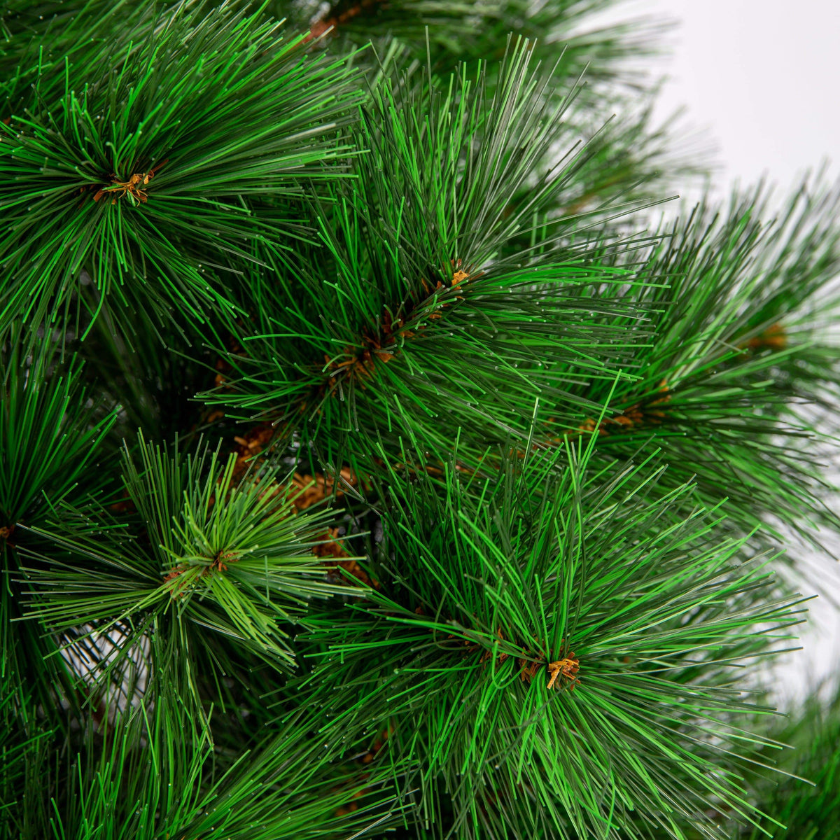 Natural Royal Pine Tree 8ft/2.4m