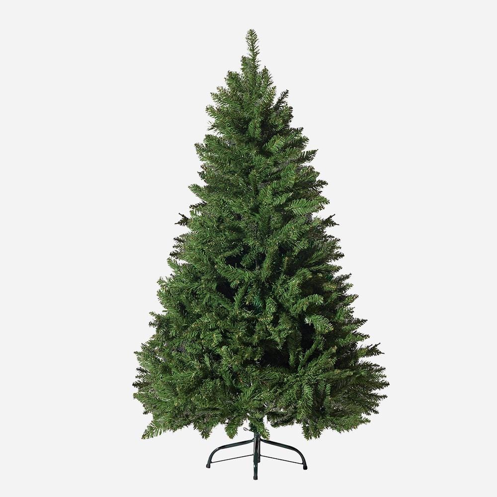 Radiata Pine Tree 5ft (1.5m) - View 1
